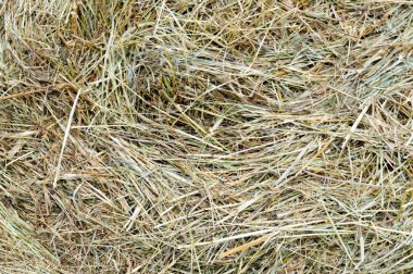 Doku bir yuvarlak doğal kuru kuru Haystack saman spikelets ve çim bıçaklar kahverengi sarı kuru ot var. Arka plan