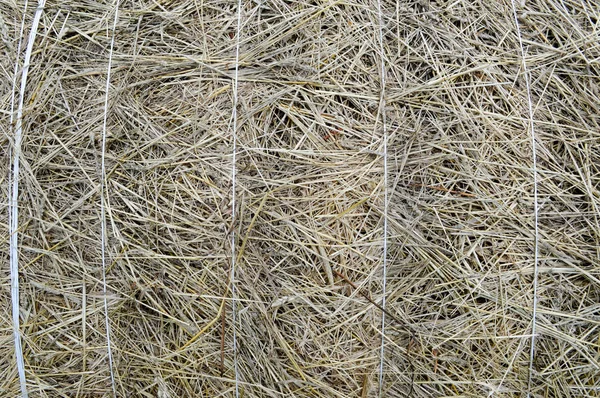 Strukturen på en runda naturligt torkade torr höstack av halm är ett torrt gräs med spikelets och gräset blad brun gul. Bakgrunden — Stockfoto