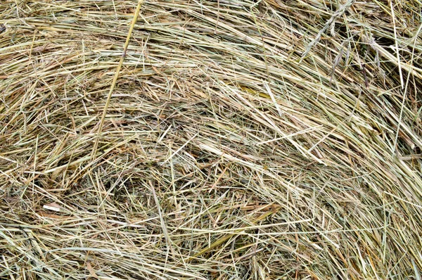 The texture of a round natural dried dry haystack of straw is a dry grass with spikelets and grass blades of brown yellow. The background — Stock Photo, Image