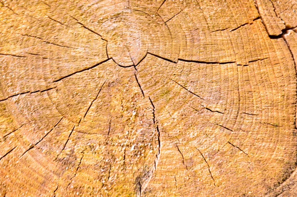 Struttura del tronco di legno segato rotondo nella sezione del naturale con le crepe e la texture marrone giallo. Lo sfondo — Foto Stock