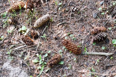 Doğal kahverengi Ladin köknar ve çam kozalakları dal iğne ve kopya alanı ile ormanda yere çimlerin üzerine düşmüş. Arka plan, doku