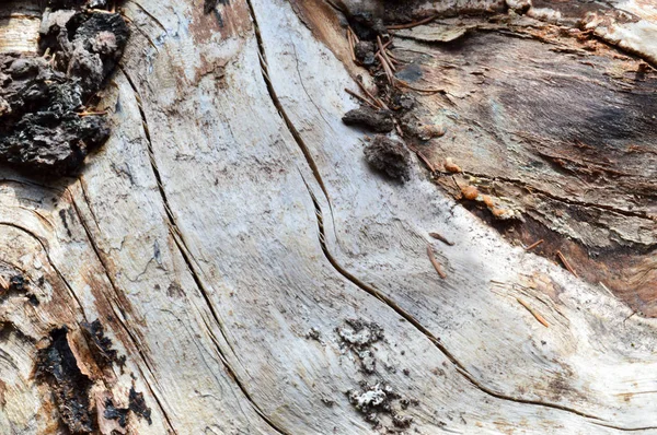 La texture du tronc d'un vieil arbre en bois sec avec des fissures et de l'écorce brune. Le contexte — Photo