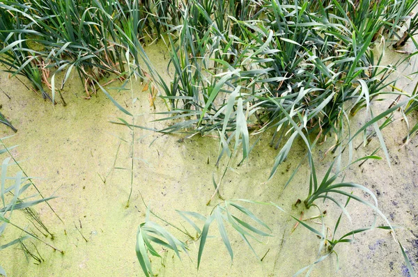 Textur des grünen Sumpfes schmutziges natürliches Wasser mit Pflanzen aus Rohrblättern. der Hintergrund — Stockfoto