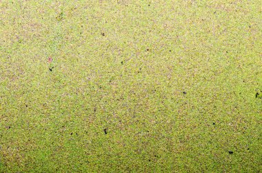 Bitkiler kamışı ile yeşil bataklık kirli doğal su doku bırakır. Arka plan