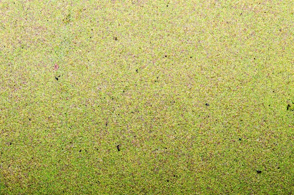 지팡이의 식물을 가진 녹색 늪 더러운 자연 물의 질감 나뭇잎. 배경 — 스톡 사진