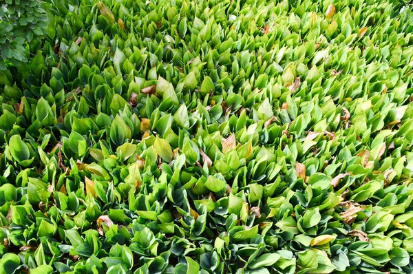 Textúra a zöld friss fiatal növény hajtások az unblown gyöngyvirág virág nélküli fű zöld levelekkel. A háttérben — Stock Fotó