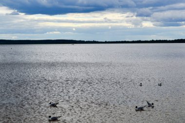 Ördek sahilde sahilde sarı bulanık su ile gölde kuşların pek çok martılar