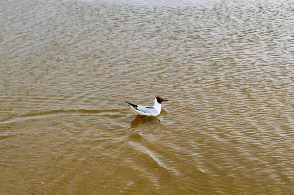 De nombreux goélands de canards d'oiseaux sur le lac avec de l'eau turbide jaune sur la plage sur la plage — Photo