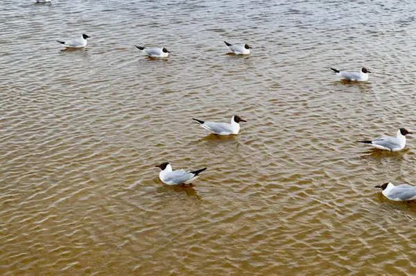 ビーチでビーチに黄色の濁った水で湖の鳥のアヒルの多くのカモメ — ストック写真