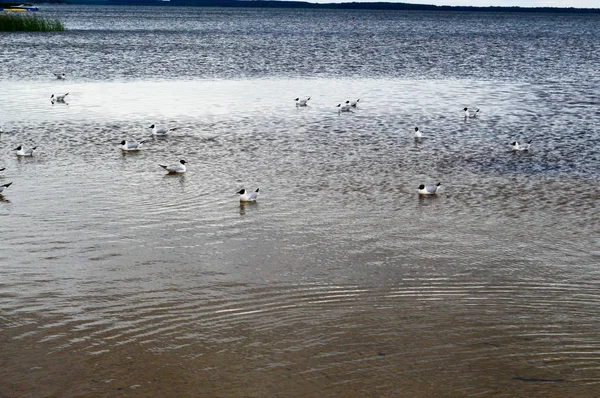 De nombreux goélands de canards d'oiseaux sur le lac avec de l'eau turbide jaune sur la plage sur la plage — Photo