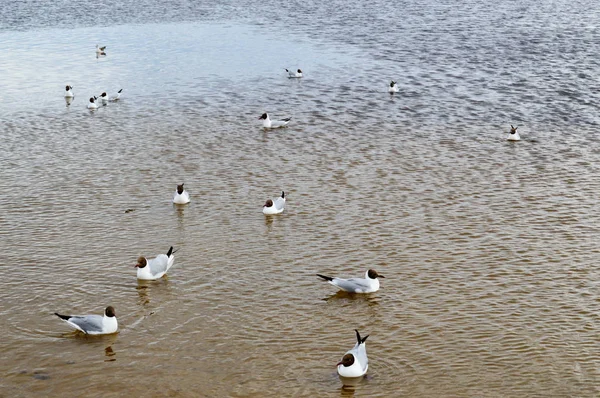 Many gulls of ducks of birds on the lake with yellow turbid water on the beach on the beach — Stock Photo, Image