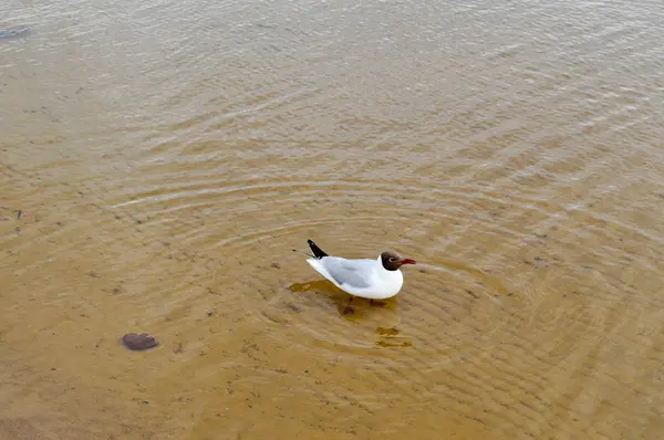 De nombreux goélands de canards d'oiseaux sur le lac avec de l'eau turbide jaune sur la plage sur la plage — Photo