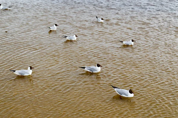 Mange måker med fugler på sjøen med gult, grumsete vann på stranden. – stockfoto