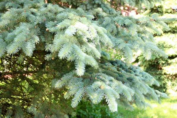 Rami di pino di abete spinosi verdi morbidi di conifere di un abete di albero illuminato da luce del sole — Foto Stock
