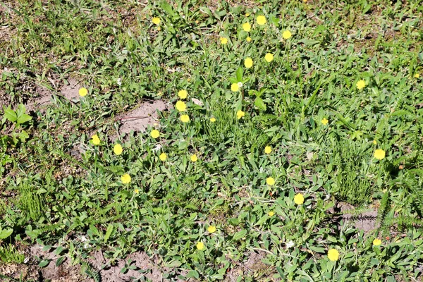 Amarelo raro fraco primeiro stunted flores de plantas de dente de leão crescer na grama verde. Contexto, textura — Fotografia de Stock