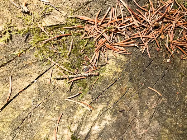 地球, 云杉天然棕松树锥和铸造模具和复制的地方在针叶林的背景下, 一棵破裂的树 — 图库照片