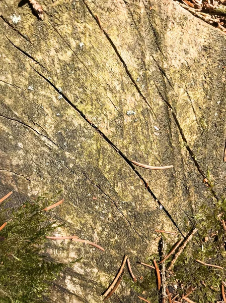 The earth, spruce natural brown pine cones and casting molds and copy the place in the coniferous forest against the background of a cracked tree — Stock Photo, Image