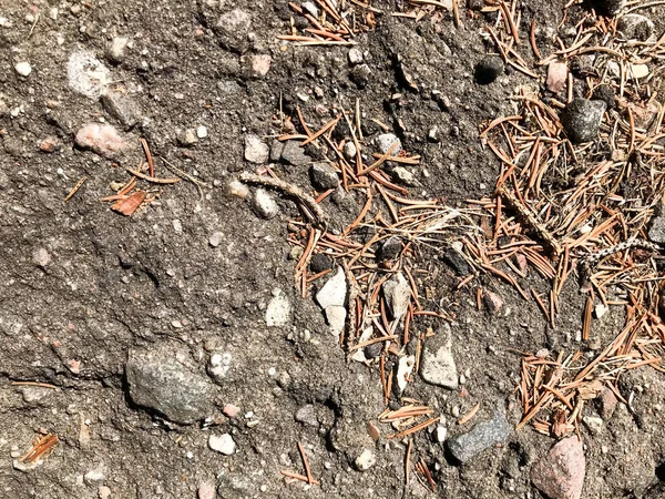 A terra, abeto natural cones de pinho marrom e moldes de fundição e copiar o lugar na floresta de coníferas contra o fundo de uma árvore rachada — Fotografia de Stock