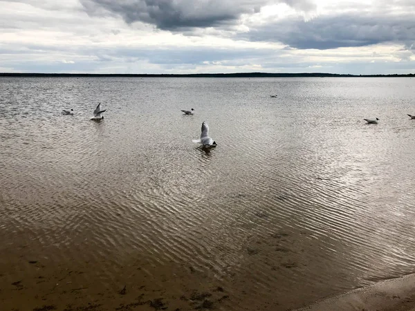 Große weiße Vogelmöwen am Sandstrand des Flussufers, der See schwimmt im Wasser — Stockfoto