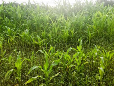 Doku küçük yeşil yaprakları ile bir genç Mısır bitkisinin filizlenir. Arka plan