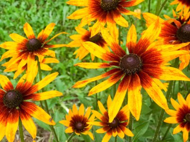 Rudbecki büyük parlak sulu taze yaprakları ile kıllı büyük sarı turuncu çiçekleri yeşil ot ve yaprak bir arka planda ihale. Rudbeckia hirta bitki
