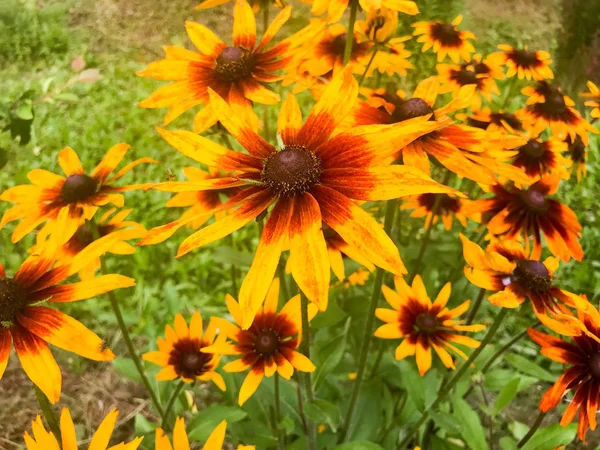 Große gelbe orangefarbene Blüten von Rudbecki haarig mit großen leuchtend saftigen frischen Blütenblättern zart vor einem Hintergrund aus grünem Gras und Blättern. Rudbeckia hirta Pflanze — Stockfoto