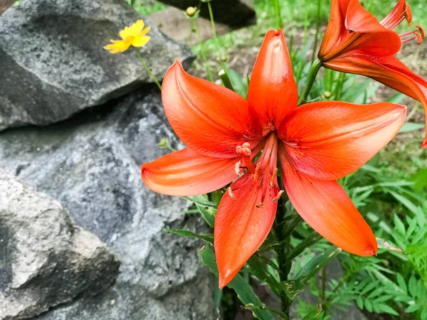 Grandes flores de lírio vermelho com grandes pétalas frescas suculentas concurso contra o fundo de grama verde e pedras — Fotografia de Stock