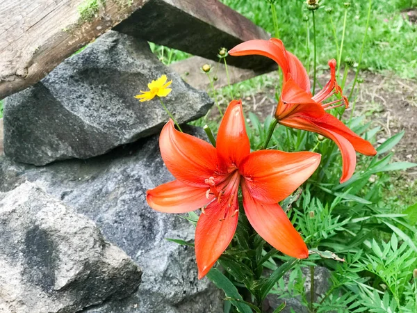 Grandes flores de lírio vermelho com grandes pétalas frescas suculentas concurso contra o fundo de grama verde e pedras — Fotografia de Stock