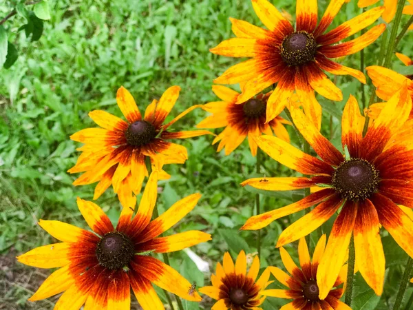 Große gelbe orangefarbene Blüten von Rudbecki haarig mit großen leuchtend saftigen frischen Blütenblättern zart vor einem Hintergrund aus grünem Gras und Blättern. Rudbeckia hirta Pflanze — Stockfoto