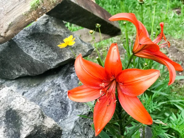 Grandes flores de lírio vermelho com grandes pétalas frescas suculentas concurso contra o fundo de grama verde e pedras — Fotografia de Stock