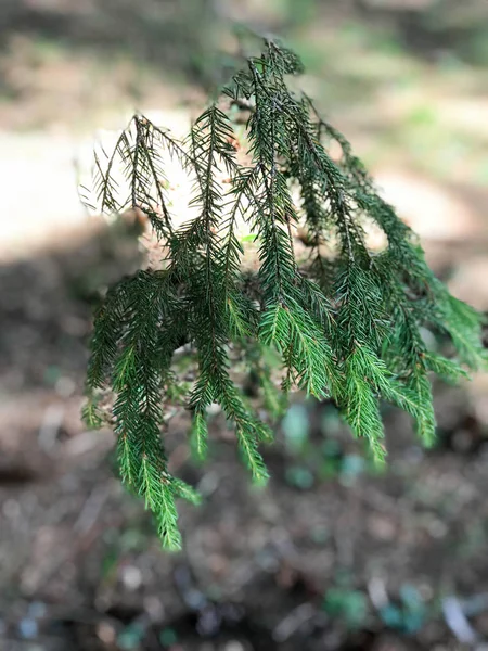Green barbed natural fresh branch of a spruce pine tree in a coniferous forest — Stock Photo, Image