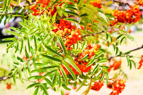 Green leaves of a tree with berries, rowan fruit, summer tree. Natural treats. The rays of the sun fall on non-uniform leaves. — Stock Photo, Image