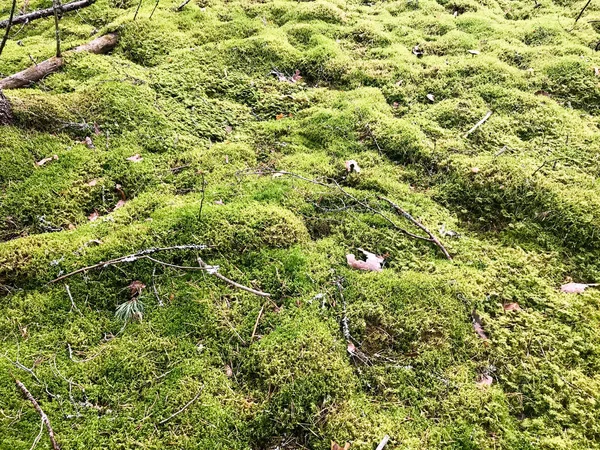 天然沼泽的质地, 绿色明亮多汁苔藓的蓬松厚草植物在森林。的背景 — 图库照片