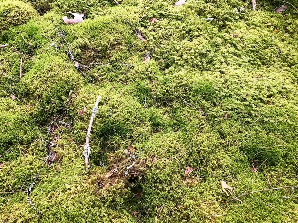 Textura de un verde pantano natural musgo jugoso brillante de una planta de hierba espesa esponjosa en el bosque. El trasfondo — Foto de Stock