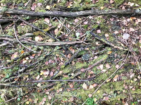 Konsistens av pinnar och grenar, loggar av rötter täckt med naturlig grön mossa och gräs med löv i skogen — Stockfoto