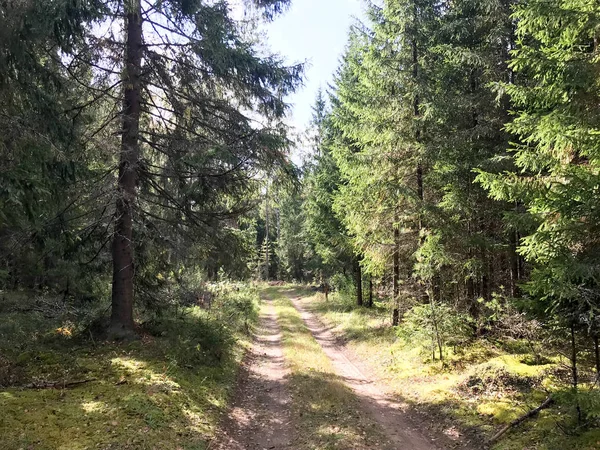Belle route de gravier de forêt pittoresque avec ornières dans une forêt de pins guerrier vert — Photo