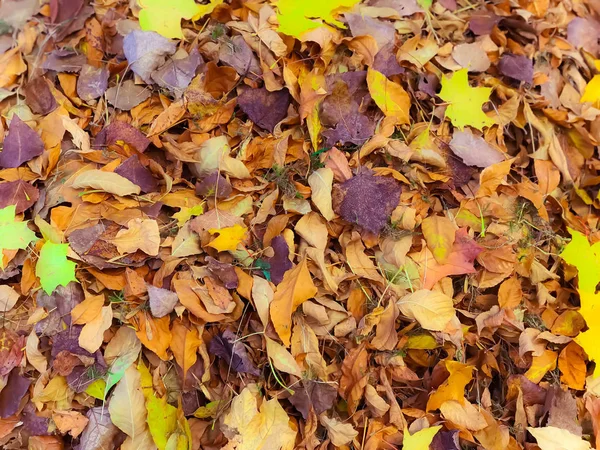 黄色和红色的纹理,棕色的色彩自然落落秋天的不同叶子.A.背景 — 图库照片