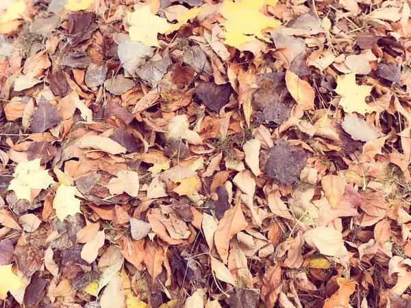 노란색과 빨간색, 갈색의 천연색 갈의 가을 잎들이 각기 다른 모습을 하고 있었다. 배경 — 스톡 사진