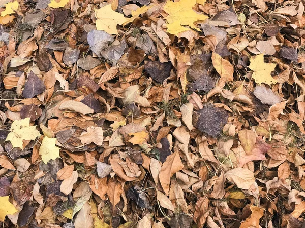 Υφή του κίτρινου και κόκκινου, καφέ πολύχρωμο φυσικό πέσει φθινόπωρο διαφορετικά φύλλα. Το φόντο — Φωτογραφία Αρχείου