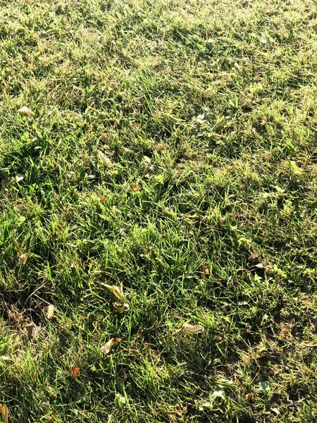 Textur von grünem, frischem, flauschigem, grünem Gras, Rasen, der von der Sonne beleuchtet wird. der Hintergrund — Stockfoto