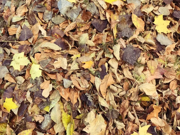 노란색과 빨간색, 갈색의 천연색 갈의 가을 잎들이 각기 다른 모습을 하고 있었다. 배경 — 스톡 사진