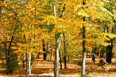 Sarı yapraklar ve yürüyüşleri için dar bir sokakta ağaçları ile güzel bir sonbahar Park Peyzaj. Arka plan