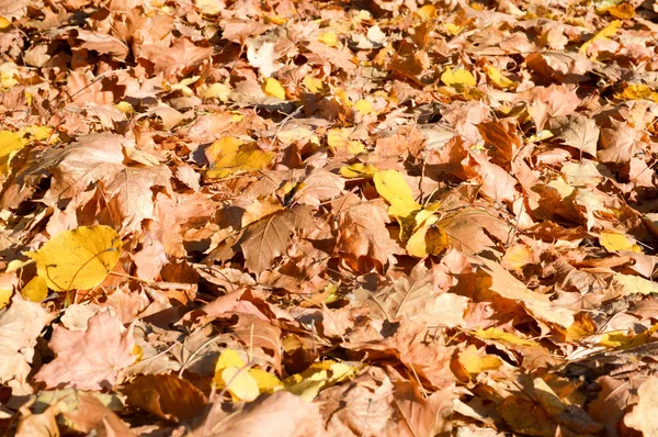 Υφή, φυσικό χαλί από ξηρό πέσει φθινόπωρο φυσικό κίτρινο πορτοκαλί κόκκινο φύλλα. Το φόντο — Φωτογραφία Αρχείου