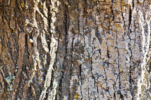Textur aus naturbraun strukturierter rauer Holzrinde eines Baumes mit Moos. der Hintergrund — Stockfoto
