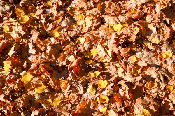 Textura, přírodní koberce suché spadané podzimní přírodní žluté oranžové červené listy. Na pozadí — Stock fotografie