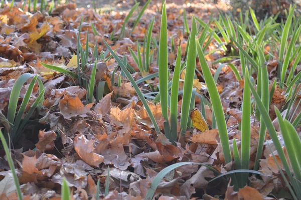 Lang verse gras groeit door een natuurlijke tapijt van droog gevallen natuurlijke geel oranje rood herfstbladeren. De achtergrond. Textuur — Stockfoto