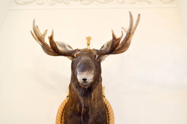 Bir duvarla doğal avcılık kupa, vahşi geyik doldurulmuş bir başkanı. Arka plan
