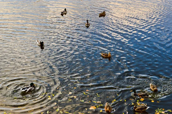 De nombreux canards gris nagent dans l'eau, dans un étang, une rivière, un lac aux feuilles jaunes automnales — Photo
