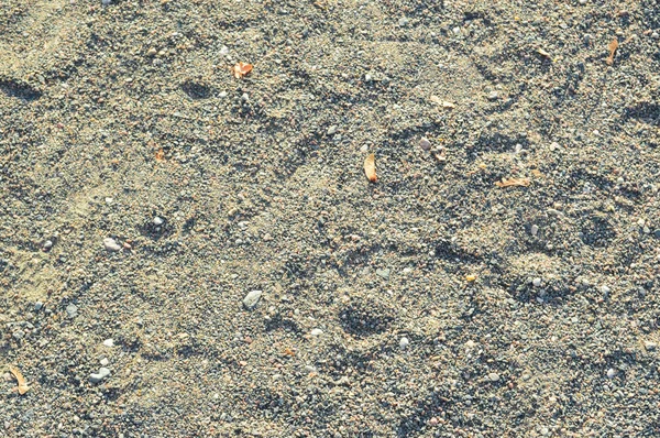 Texture de terre sèche grise, sable avec de gros cailloux. Le contexte — Photo