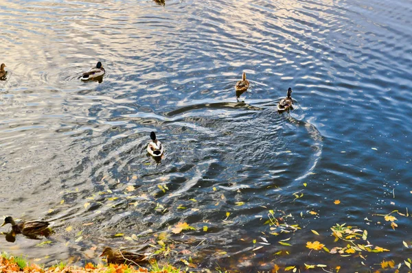 Veel grijze eenden zwemmen in het water, in een vijver, een rivier, een meer met gele herfst bladeren — Stockfoto